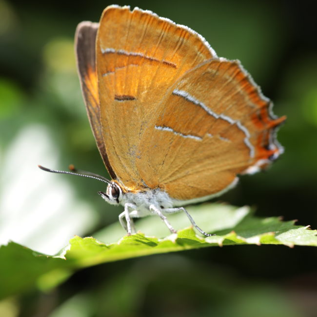 Thecla_betulae